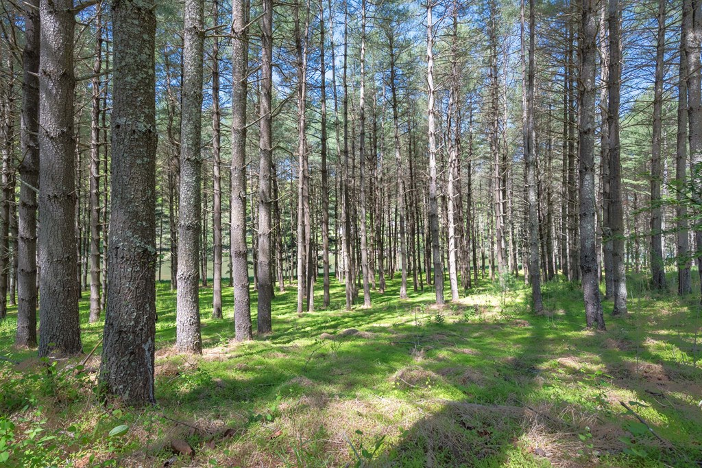 Lot 5 Old Boyer's Ferry Rd. Property Photo 22