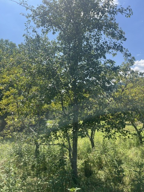 Tbd North Fork River Rd Property Photo 8