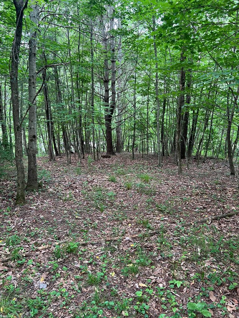 Tbd Timberline Drive Property Photo 1