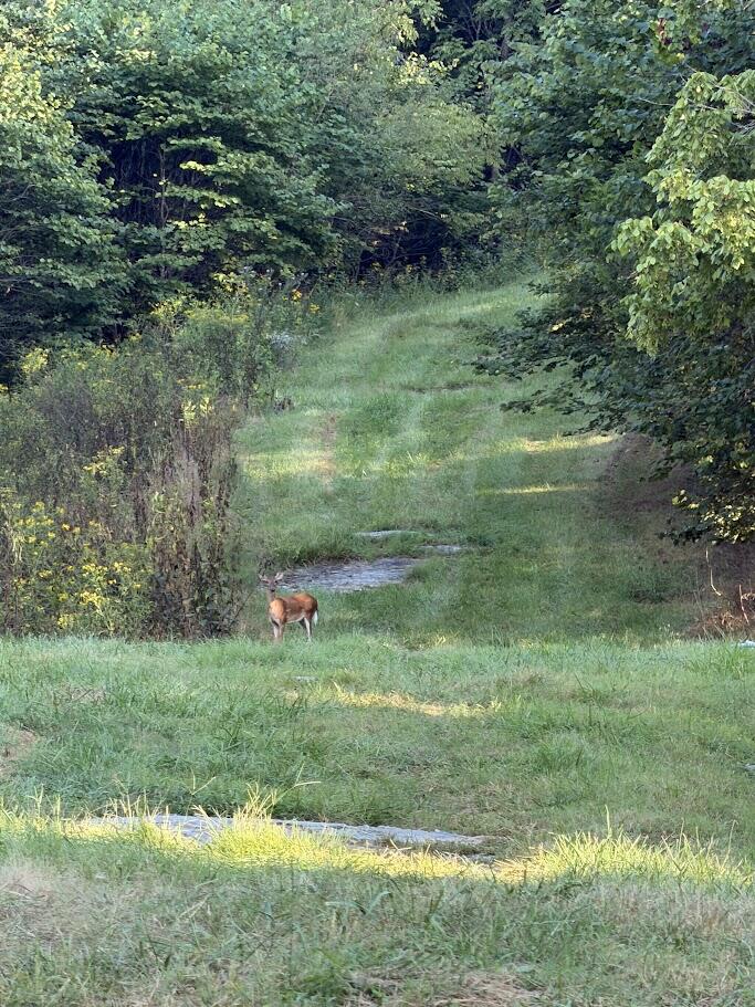 Tbd Caney Valley Rd Property Photo 1