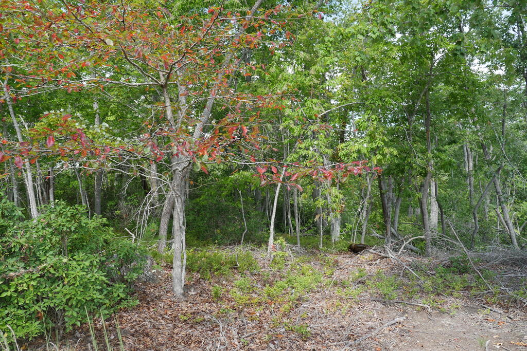 0 Wesley Drive Property Photo 5