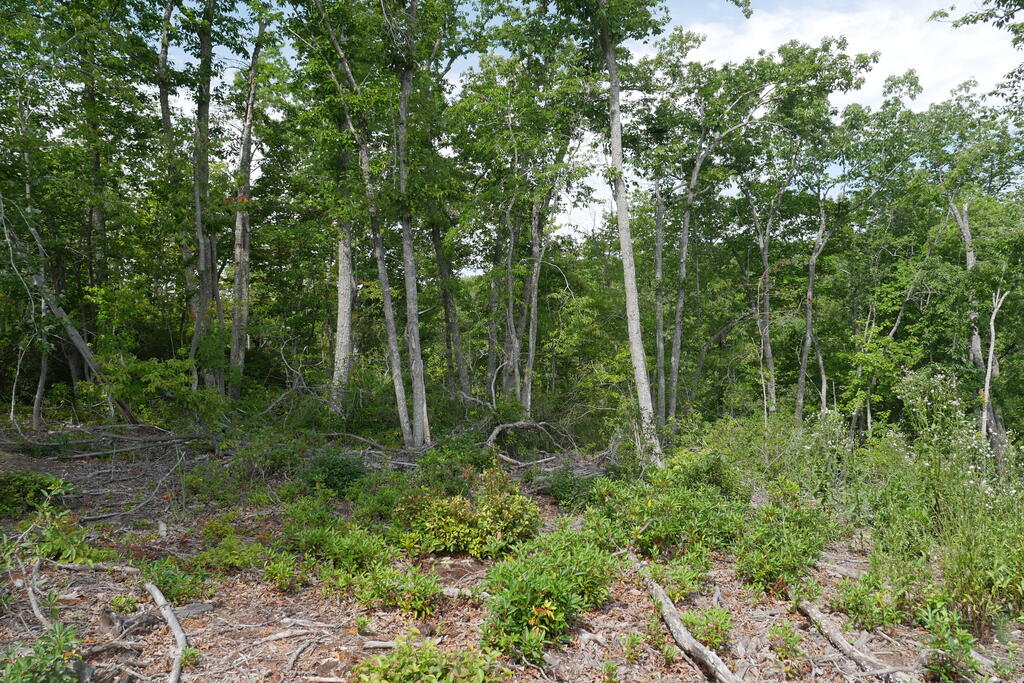 0 Wesley Drive Property Photo 6