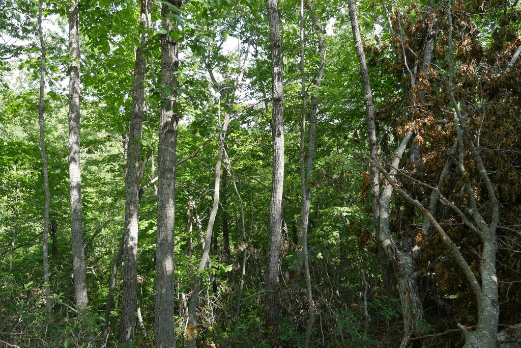 0 Wesley Drive Property Photo 19