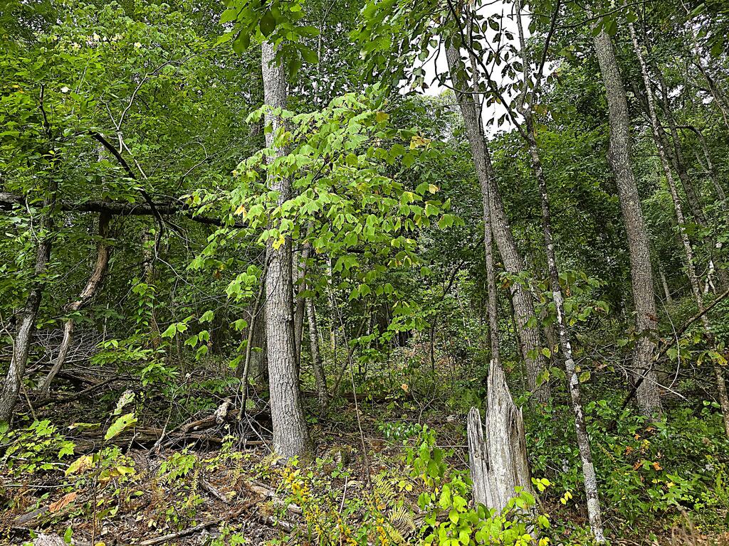46 Acres Dark Hollow Lane Property Photo 1