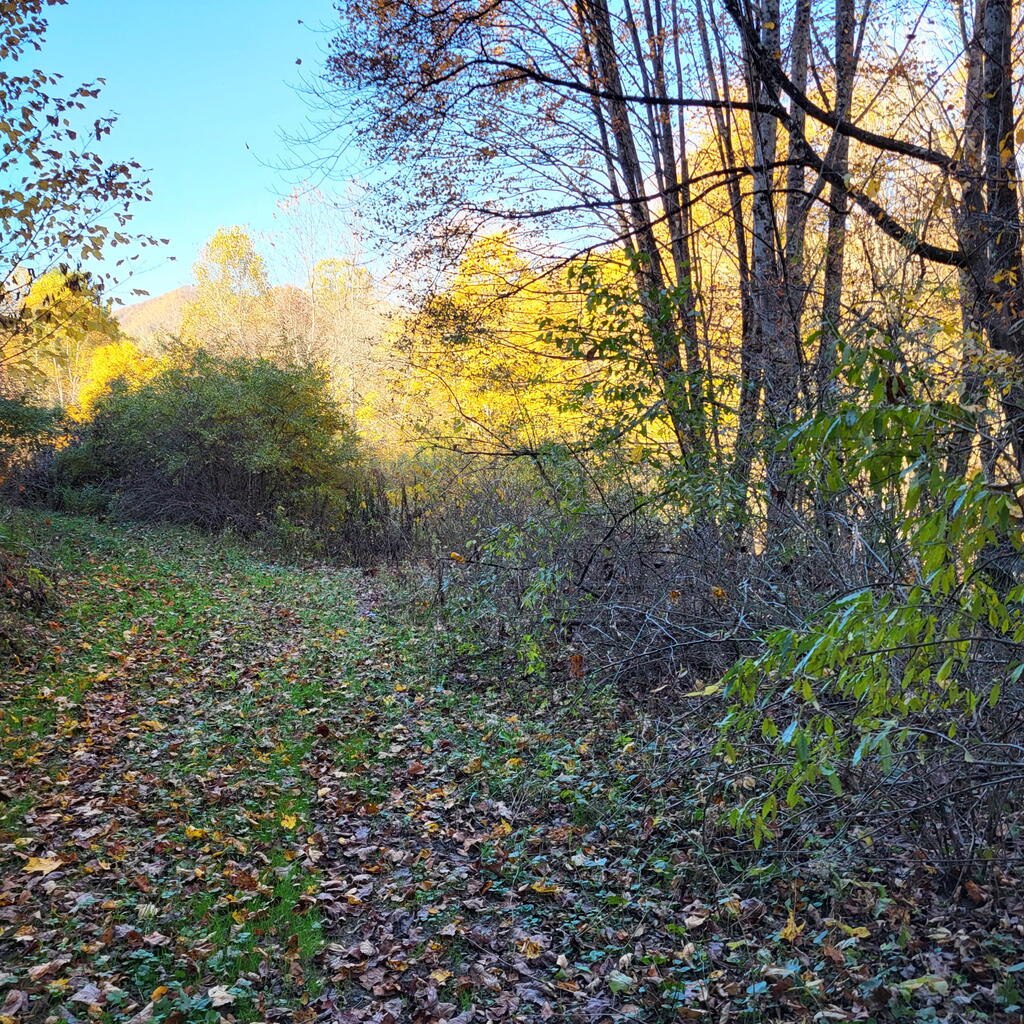 Tbd Chestnut Mountain Rd Property Photo 1