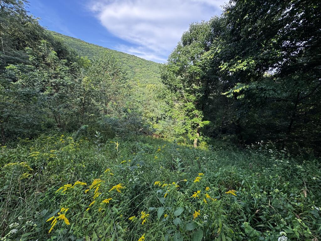 Tbd Point Lookout Ln Property Photo 1