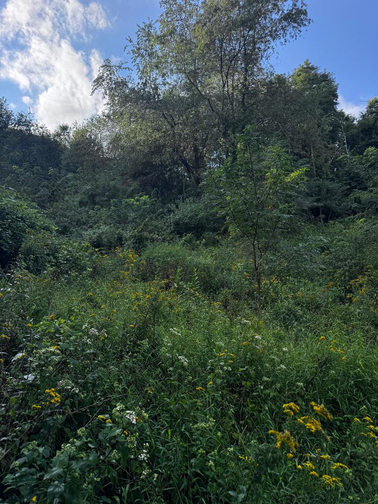 Tbd Point Lookout Ln Property Photo 5
