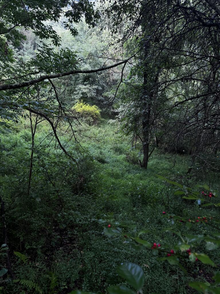 Tbd Point Lookout Ln Property Photo 11