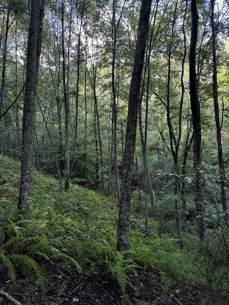 Tbd Point Lookout Ln Property Photo 12