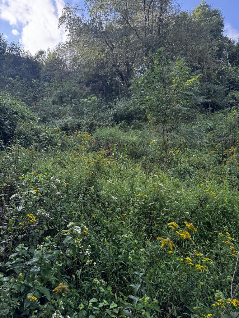 Tbd Point Lookout Ln Property Photo 15