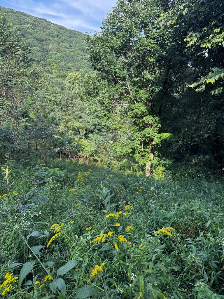 Tbd Point Lookout Ln Property Photo 17
