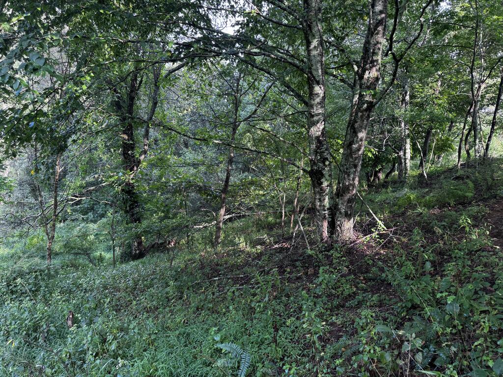 Tbd Point Lookout Ln Property Photo 18