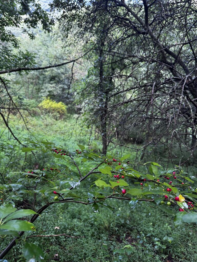 Tbd Point Lookout Ln Property Photo 19