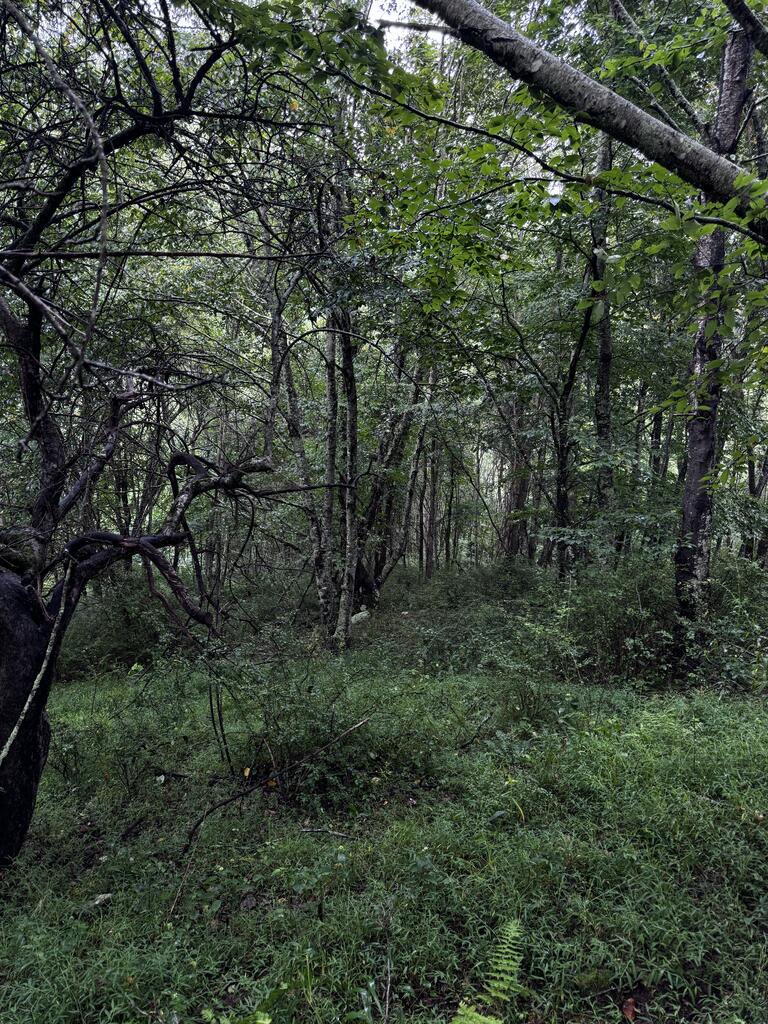 Tbd Point Lookout Ln Property Photo 20