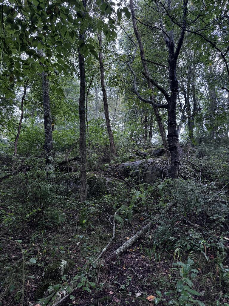 Tbd Point Lookout Ln Property Photo 21