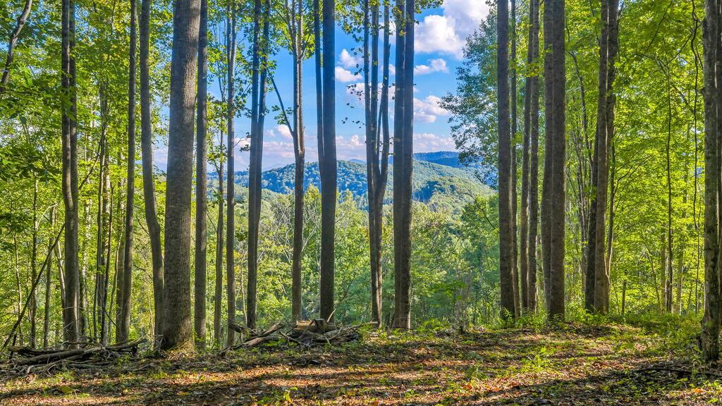Tbd Mud Creek Road Property Photo 1