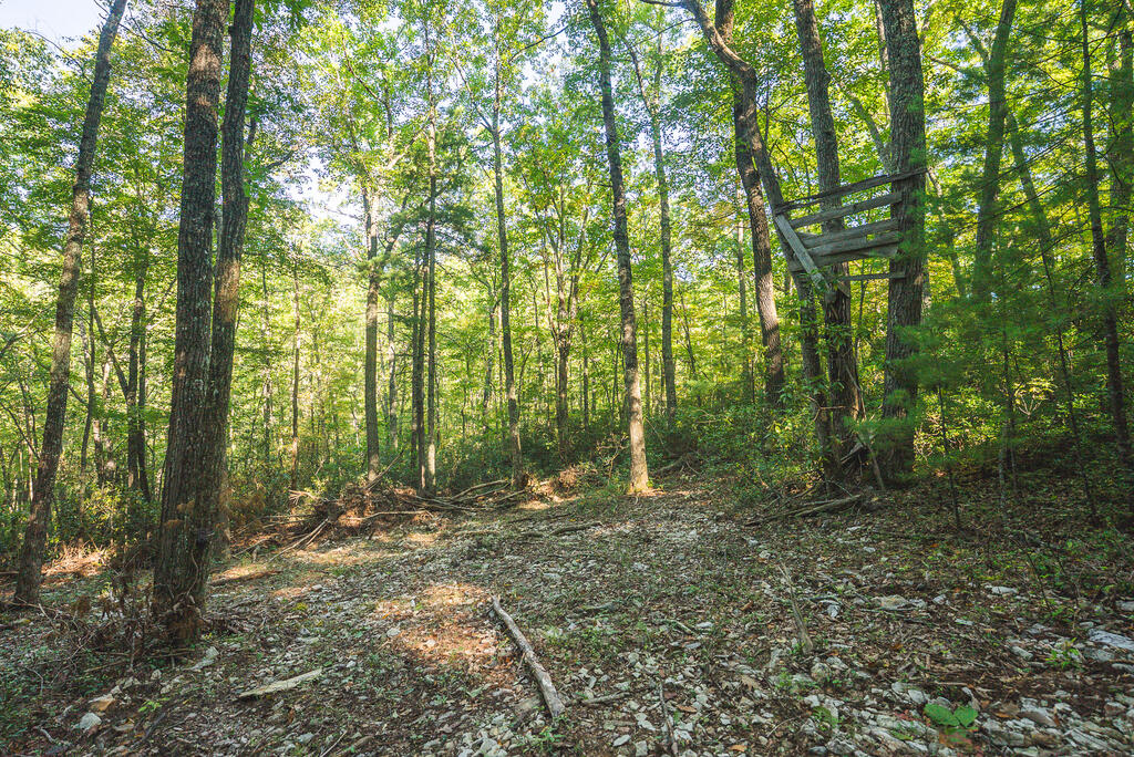 Tbd Gator Mountain Rd Property Photo 1
