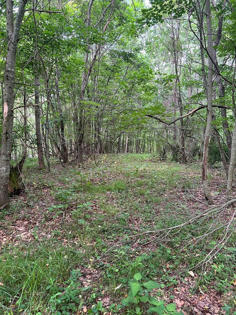 81 Timberline Drive Property Photo 4