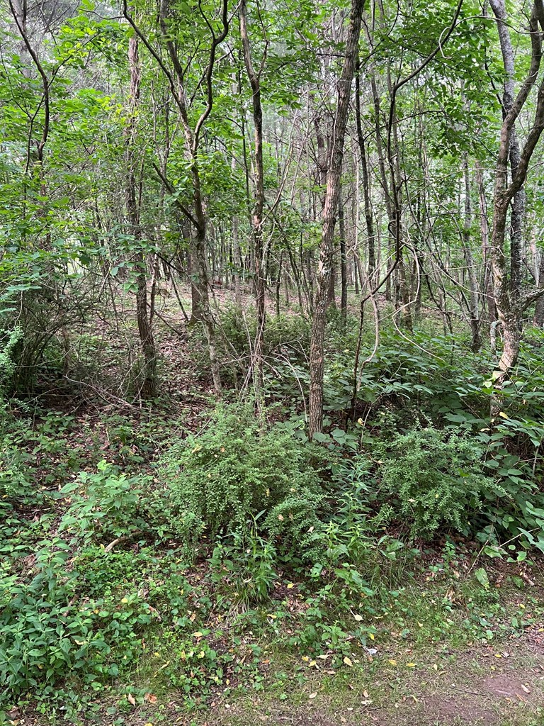 81 Timberline Drive Property Photo 9