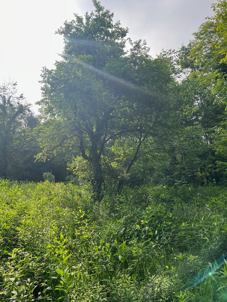 81 Timberline Drive Property Photo 11