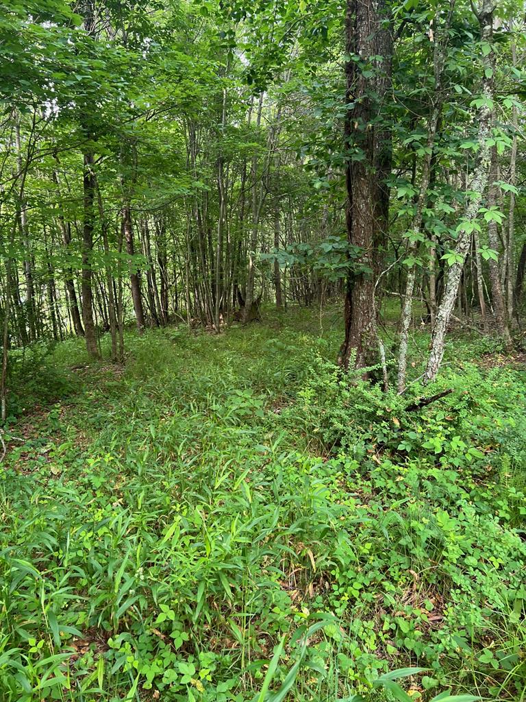 81 Timberline Drive Property Photo 12