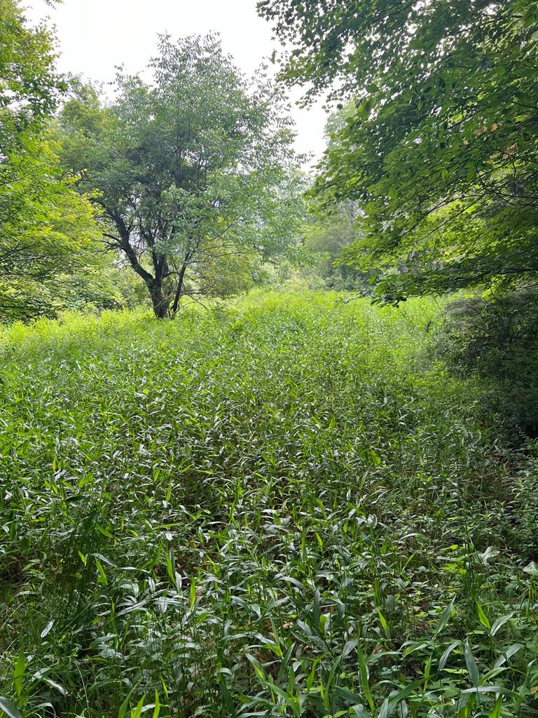 81 Timberline Drive Property Photo 13