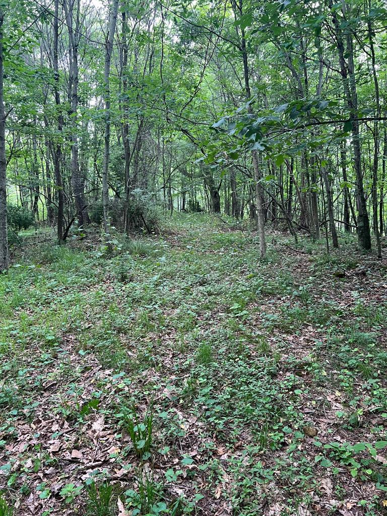 81 Timberline Drive Property Photo 14