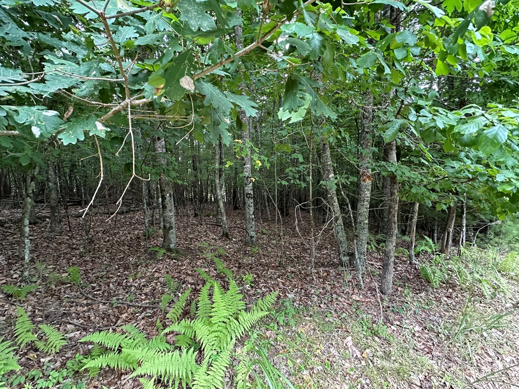 Tbd 0 Live Oak Ln Property Photo 3