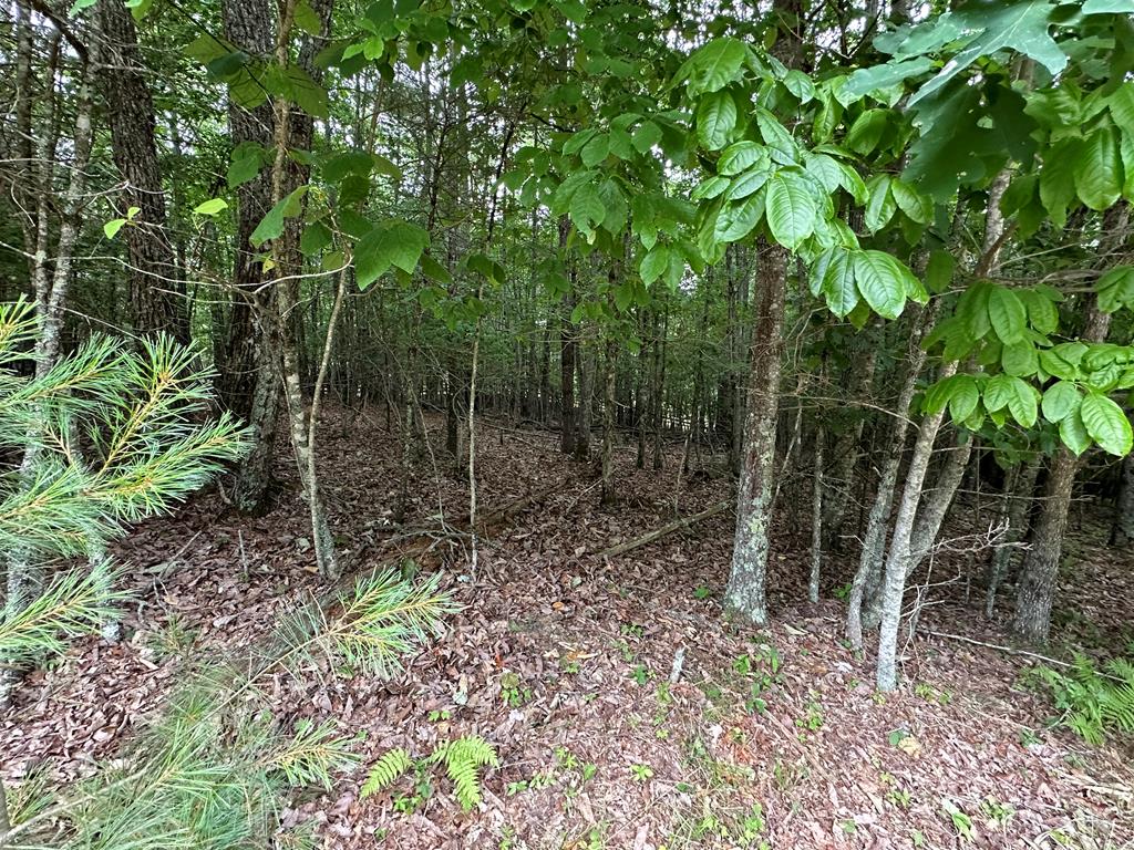 TBD 0 Live Oak Ln Property Photo 1