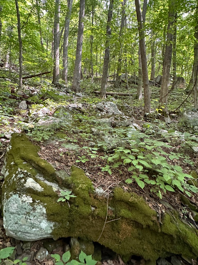 Tbd Blankenship Mountain Road Property Photo 4