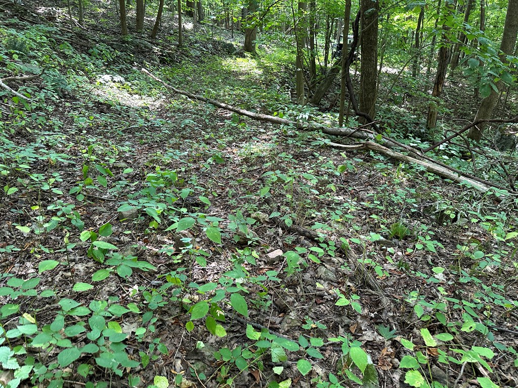 Tbd Blankenship Mountain Road Property Photo 6