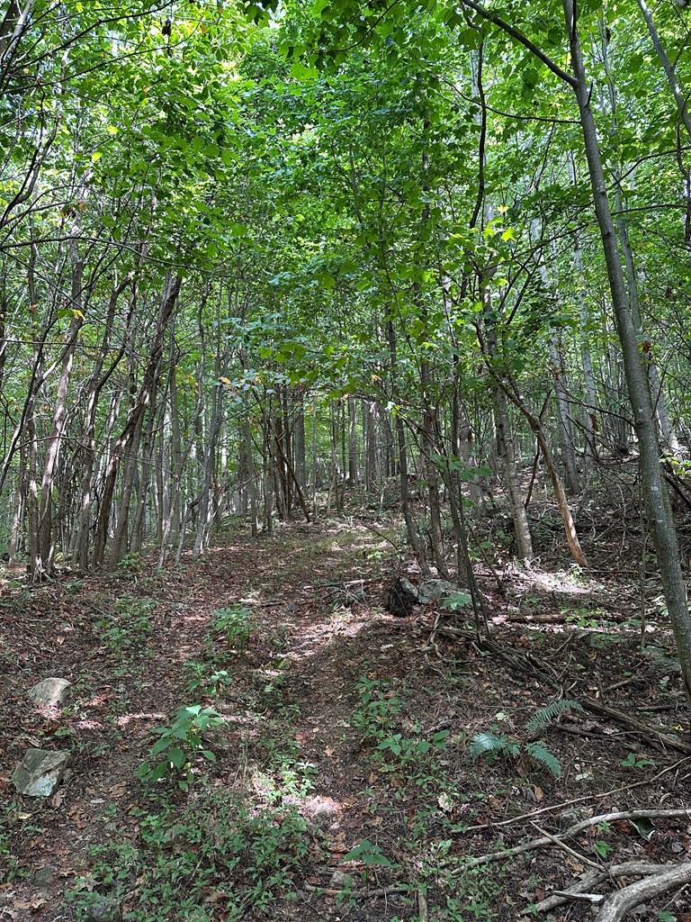 Tbd Blankenship Mountain Road Property Photo 7