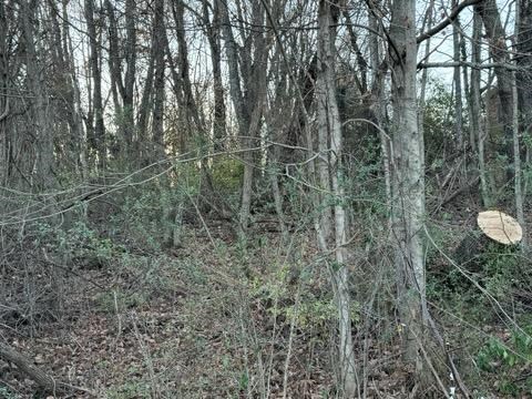 Tbd Briscoe Drive Property Photo 2
