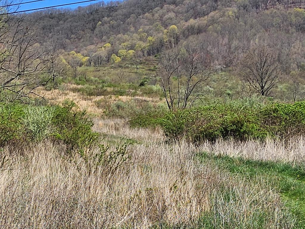 Tbd Clear Fork Creek Road Property Photo 1