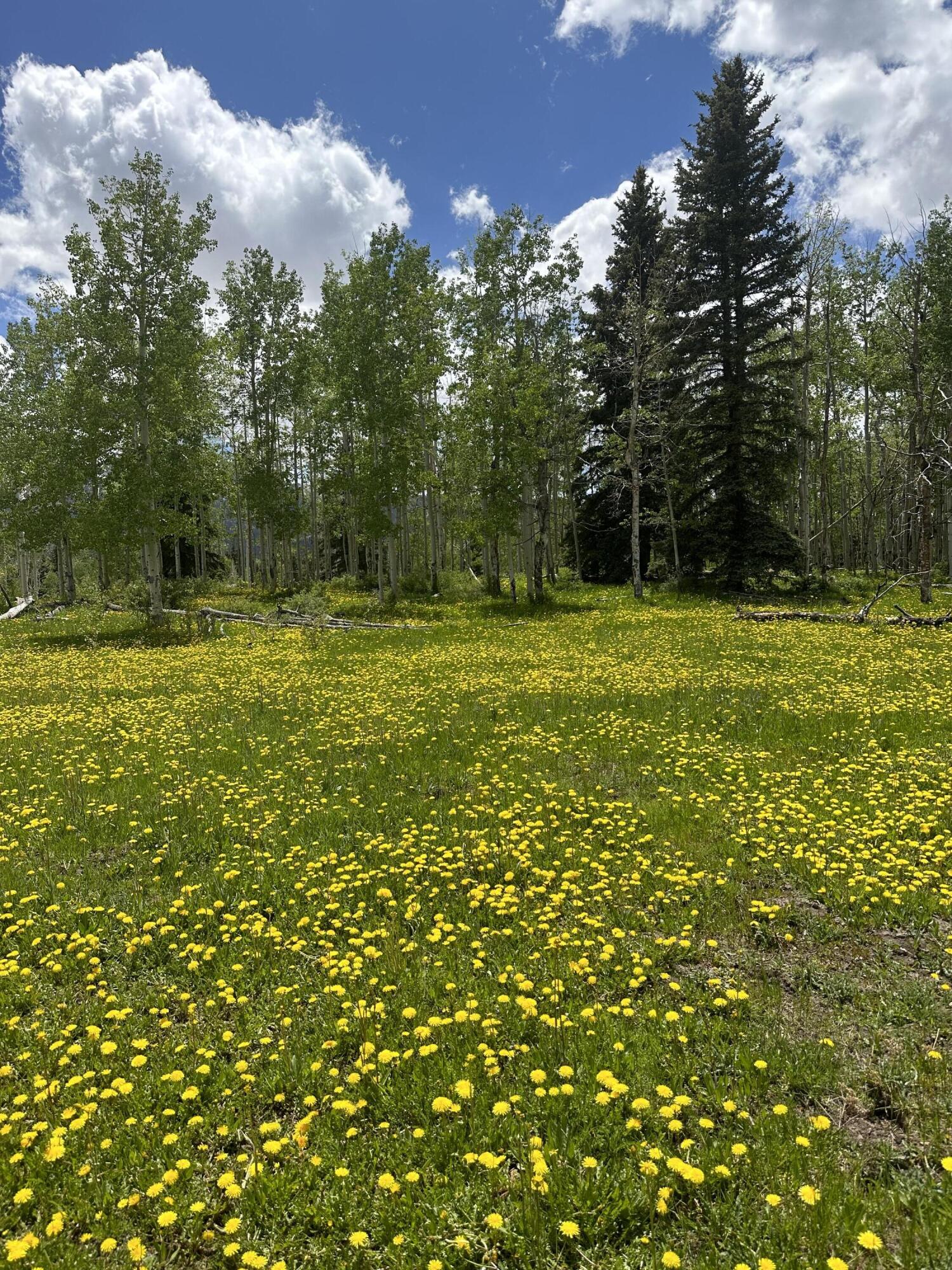 Tbd County Road 5 Property Photo 2