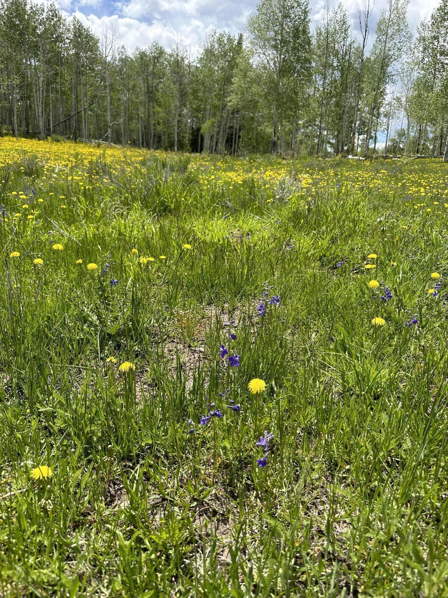 Tbd County Road 5 Property Photo 3