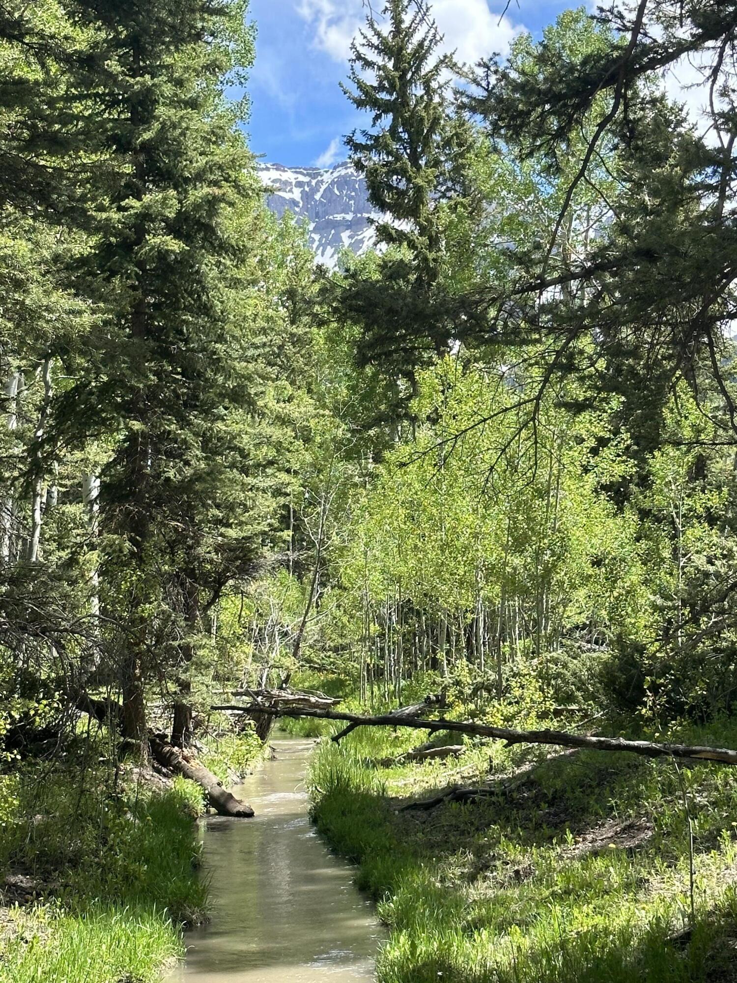 Tbd County Road 5 Property Photo 13