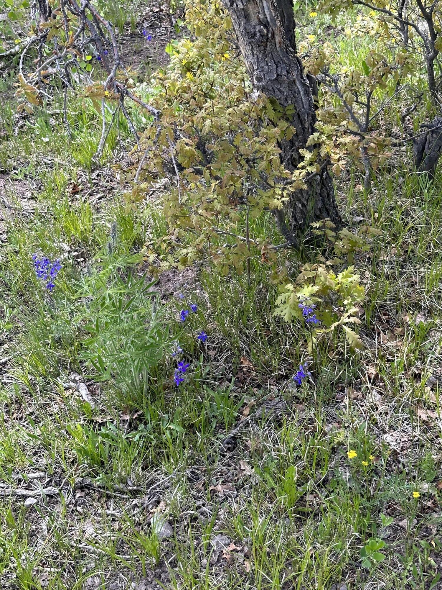 Tbd County Road 5 Property Photo 20