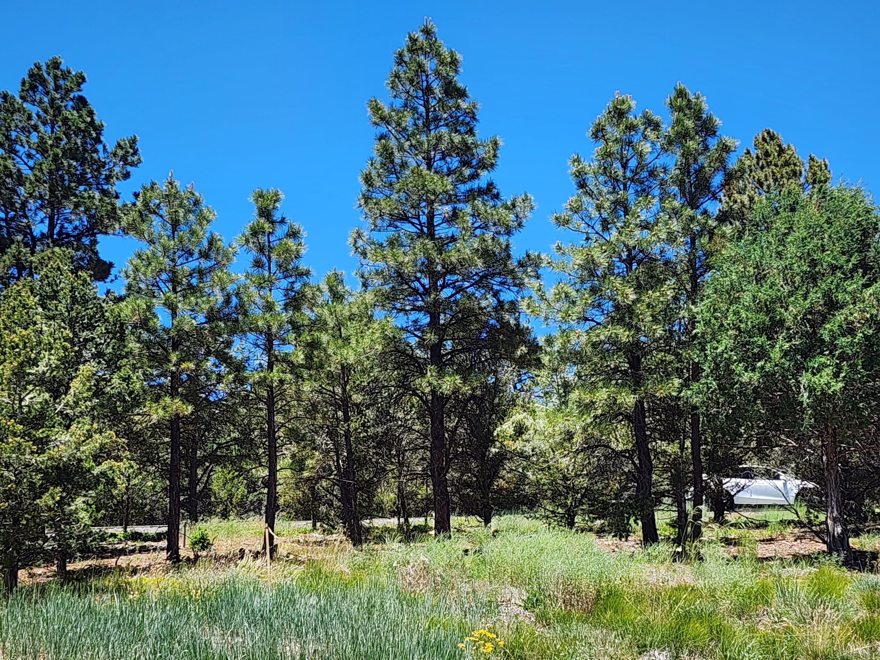 Tbd Marmot Drive Property Photo 3