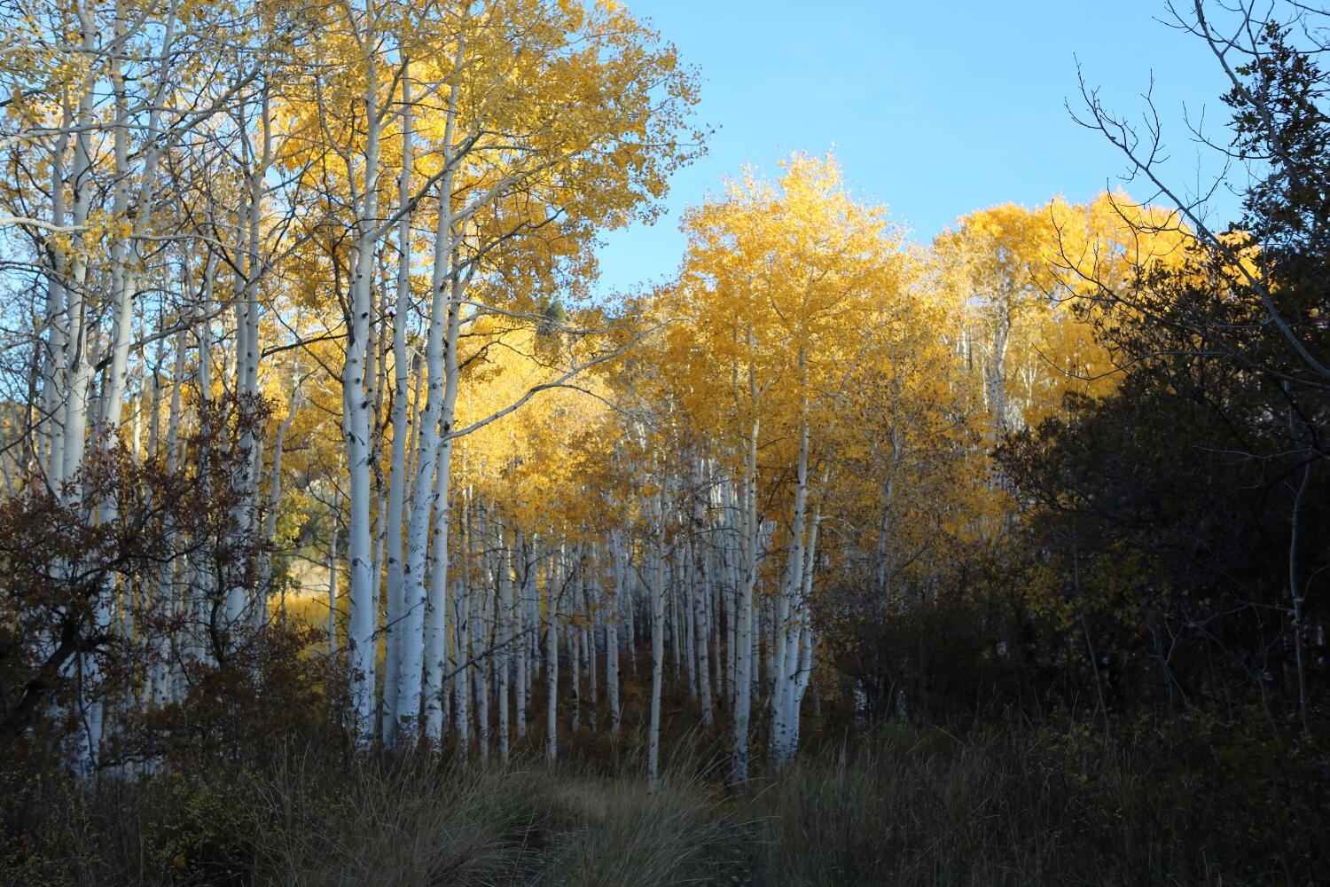 Tbd Buckhorn Road Property Photo 7