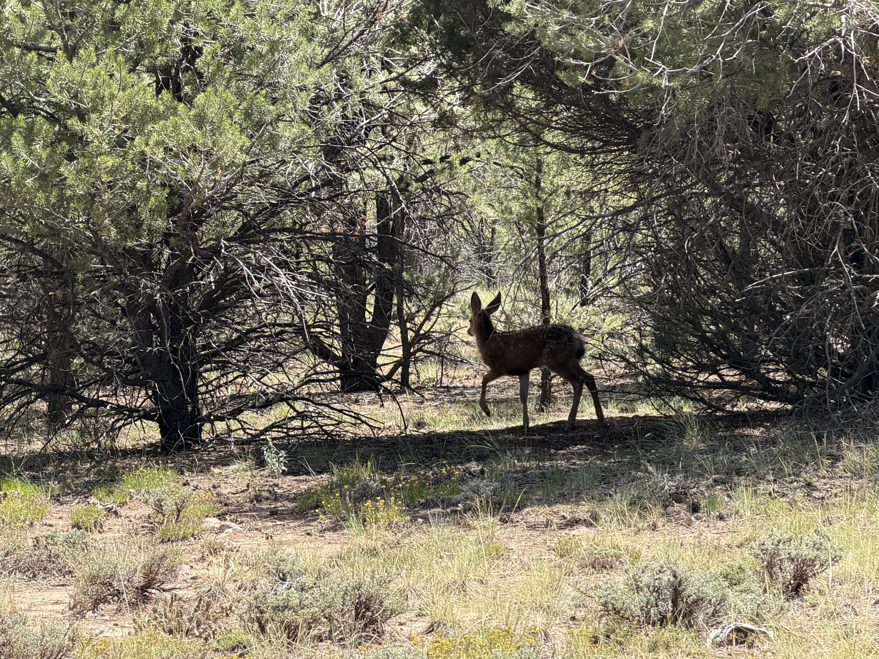 1960 Marmot Drive Property Photo 2