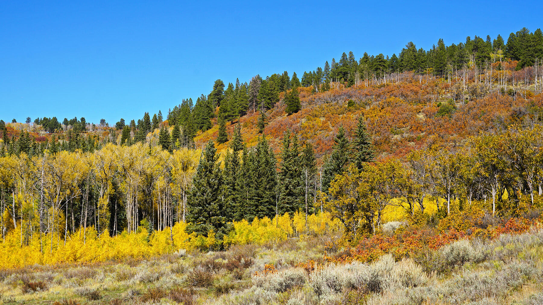 1250 Mckenzie Springs Road Property Photo 6