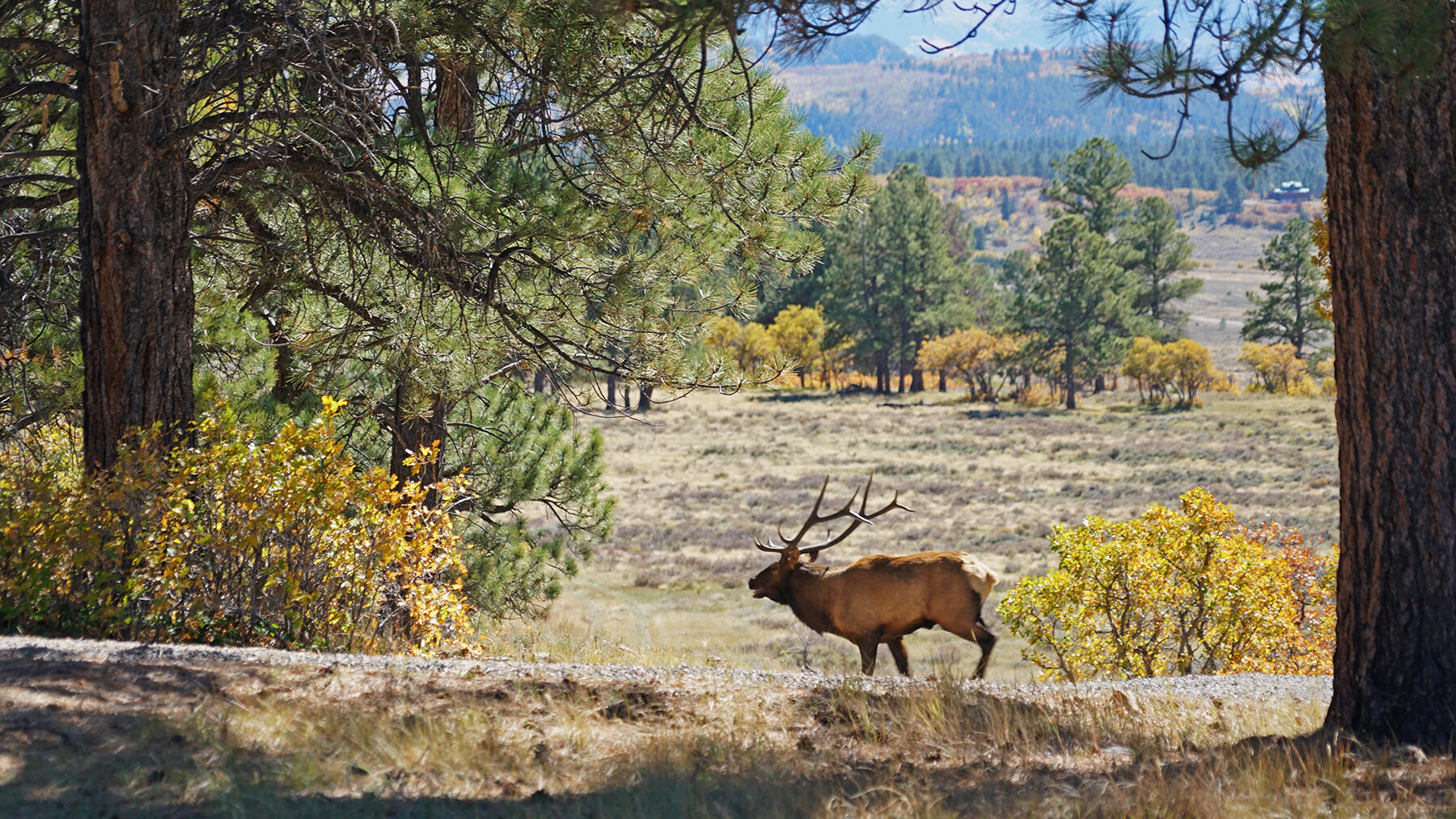 1250 Mckenzie Springs Road Property Photo 8