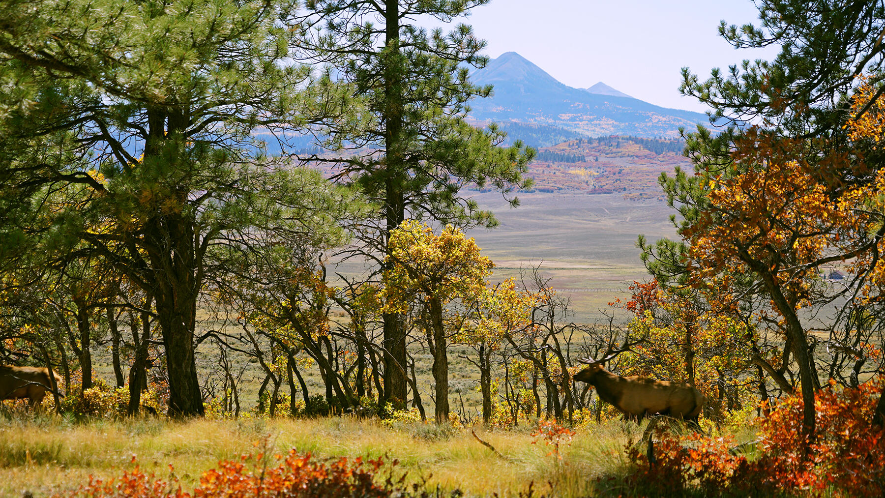 1250 Mckenzie Springs Road Property Photo 16