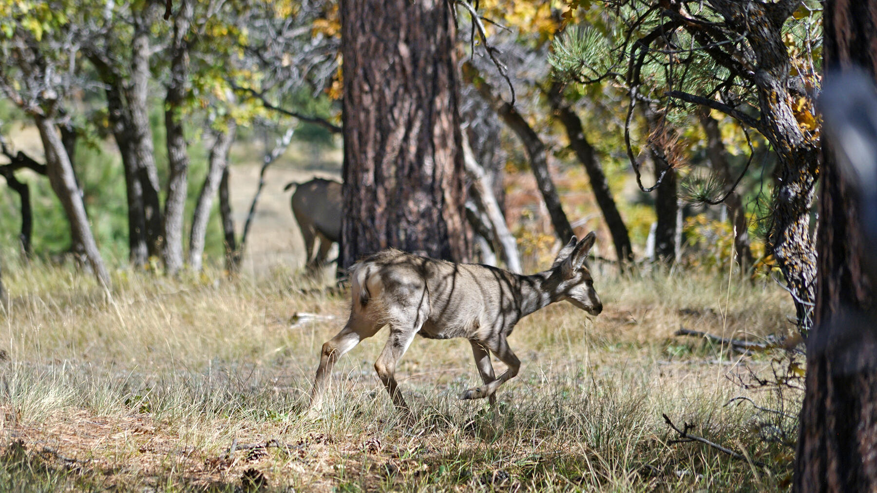 1250 Mckenzie Springs Road Property Photo 18