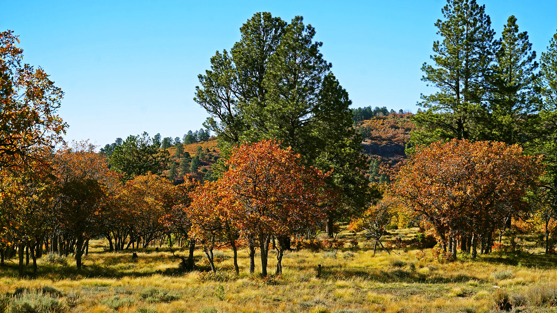 1250 Mckenzie Springs Road Property Photo 23