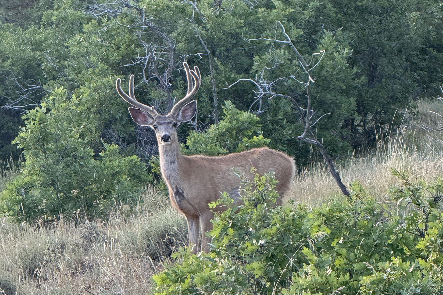 1250 Mckenzie Springs Road Property Photo 58
