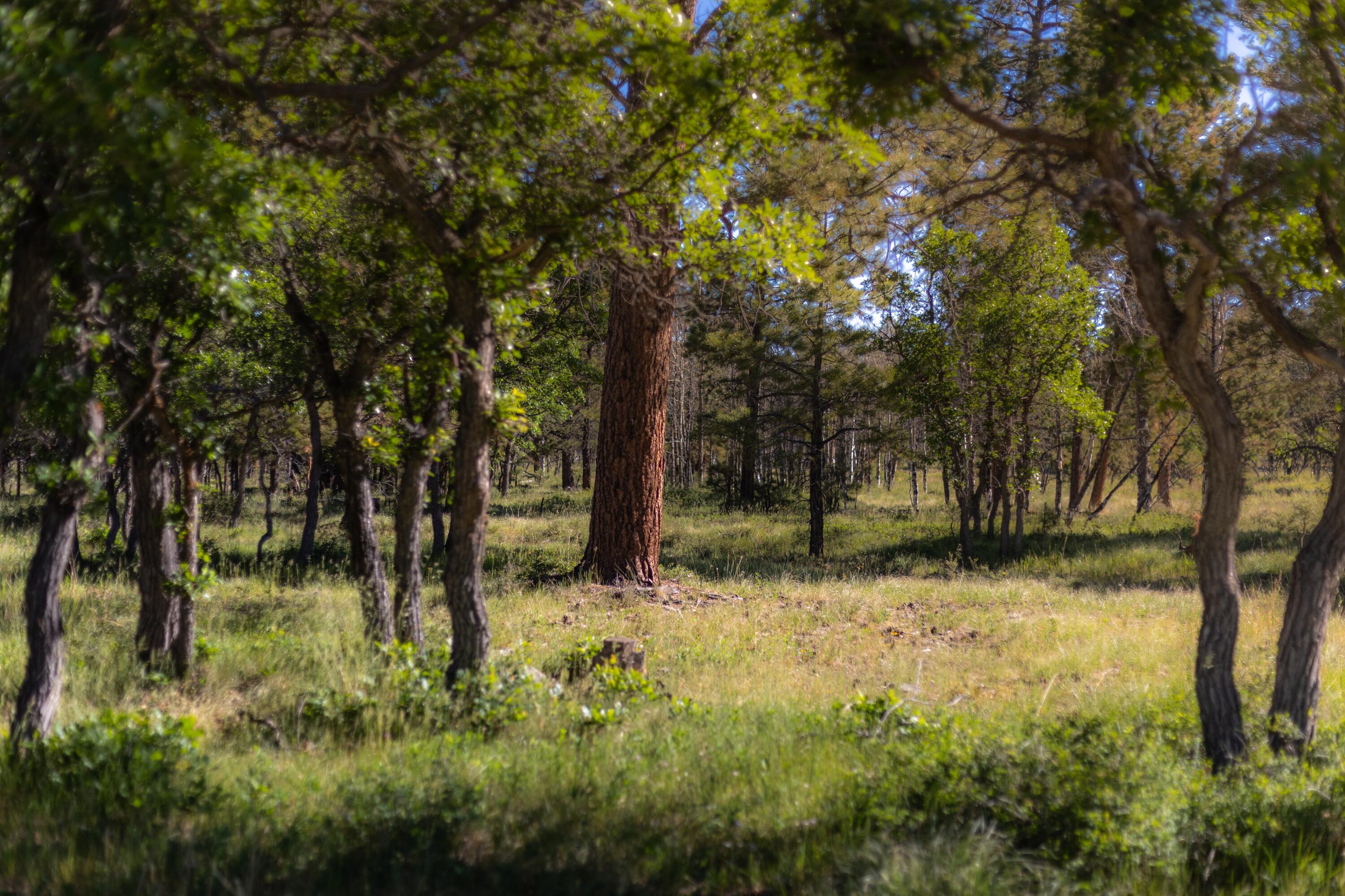 2991 Brown Ranch Road Property Photo 8