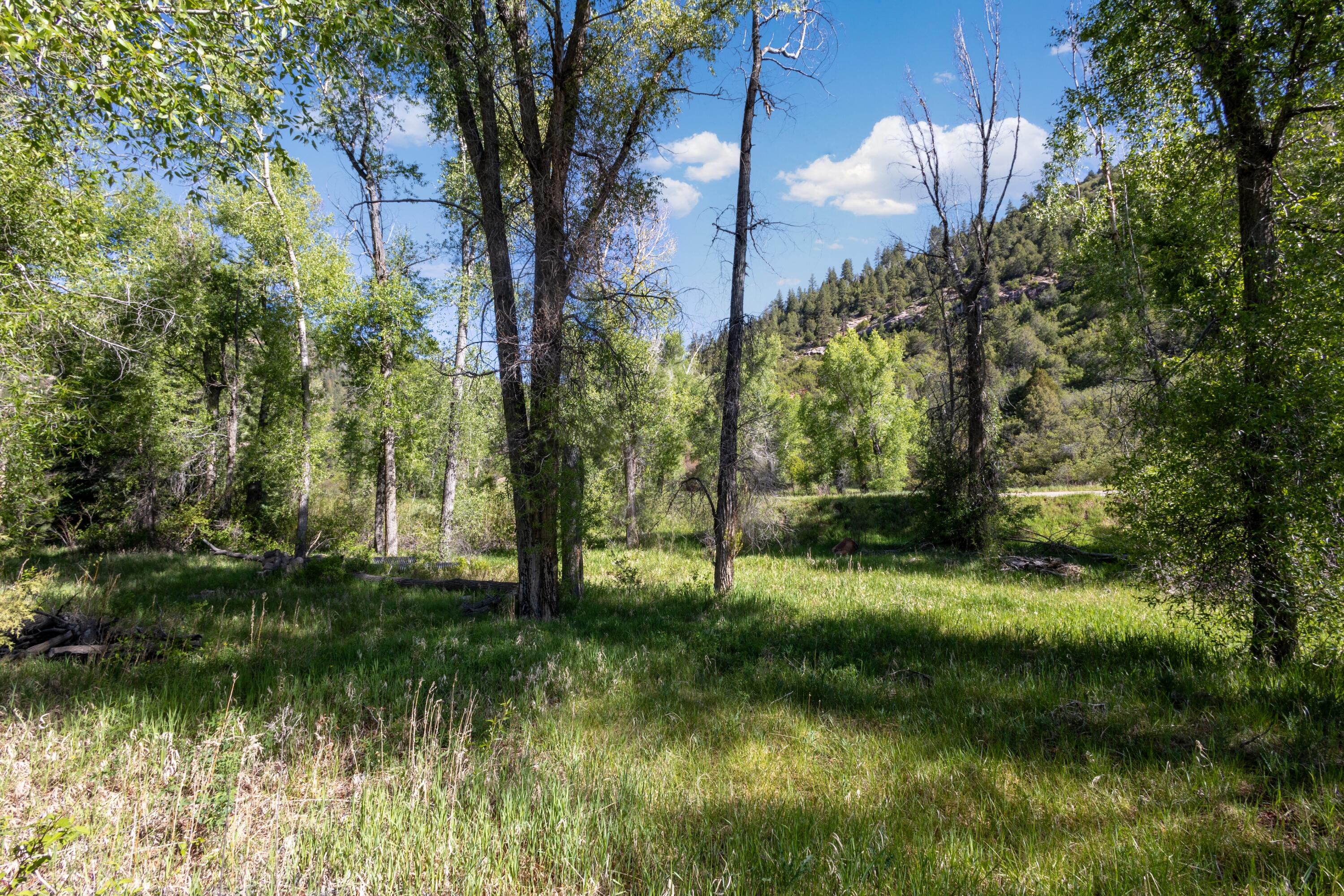 Tbd Hwy 145 Property Photo 6