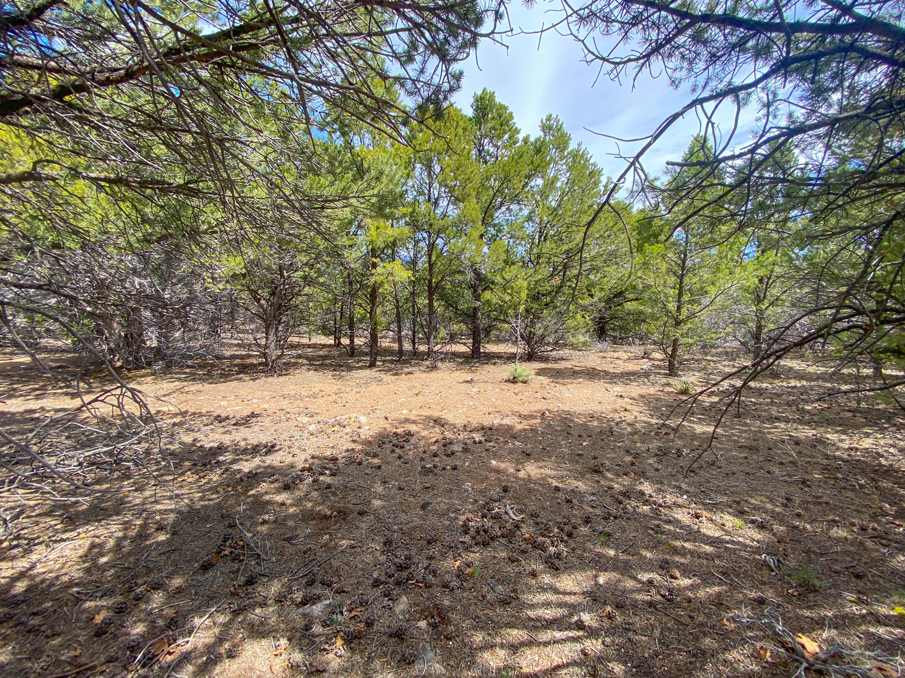 Tbd Pine Drive Property Photo 7